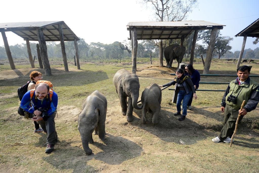 Green Park Chitwan Sauraha Extérieur photo